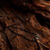 Gonggong’s Turbulent Black Dzi & Agarwood Pendant Necklace